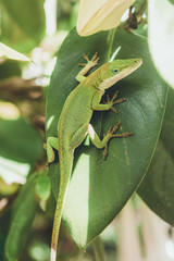 Green Lizard