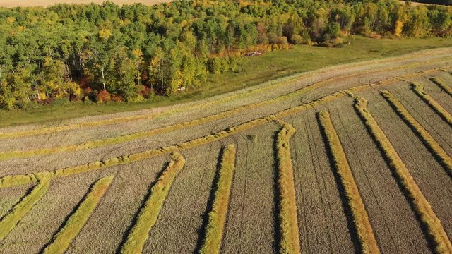 Drone video over a mature fall canola field that has been swathed into windrows and is ready for harvesting with fall forest in background.  Drone is flying sideways at a moderate height.