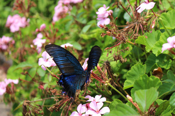 ピンクのゼラニウムの花の蜜を吸うカラスアゲハ