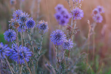 Jasione laevis blue wildflowers in a natural environment.