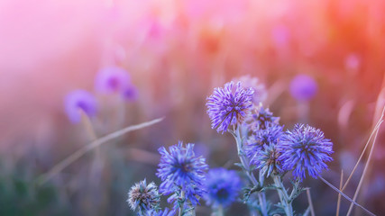 Jasione laevis blue wildflowers in a natural environment.
