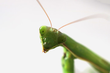 head of a green mantis on a white background.