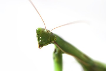 head of a green mantis on a white background.