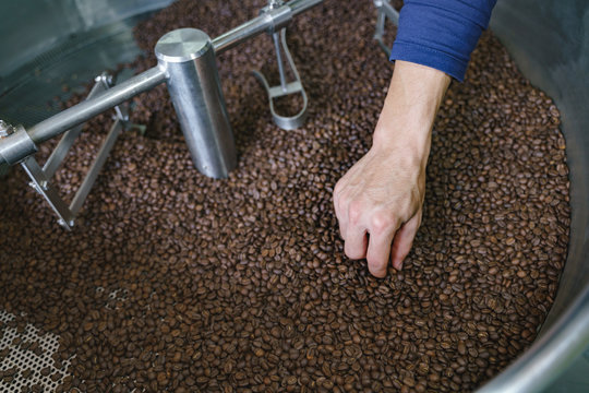 Hand picking bad roasted coffee beans
