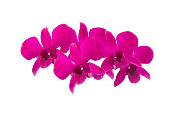 Obraz premium pink orchid isolated on white background