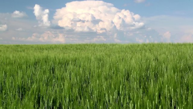  Prairie Wheat Field Saskatchewan Canada
