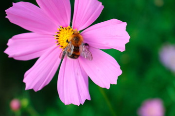 bee on flower