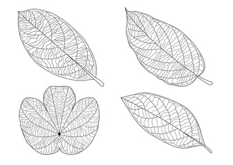 Leaves line single leaf and leaf pattern black Bring to color decorate on white background illustration  vector