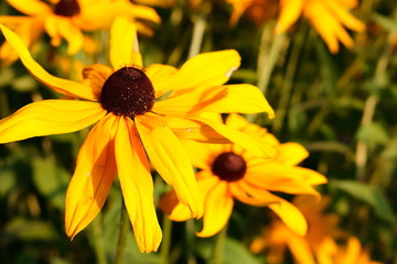 yellow flower in the garden