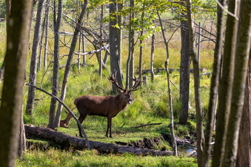 European red deer (Cervus elaphus) in rut, it is fourth  the largest deer species