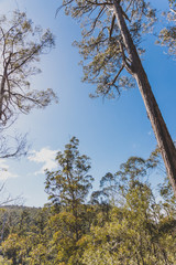 wild Australian bush during a hike in Tasmania with its untouched landscape