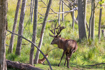 European red deer (Cervus elaphus) in rut, it is fourth  the largest deer species