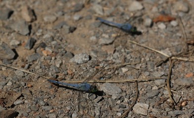 dragonfly on stone