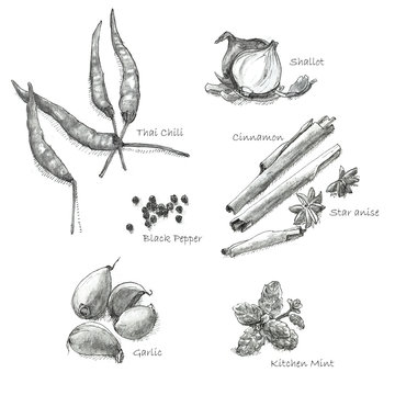 hand drawn set of Thai herb