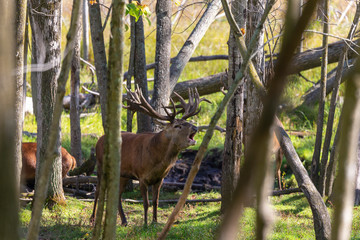 European red deer (Cervus elaphus) in rut, it is fourth  the largest deer species