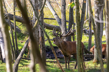 European red deer (Cervus elaphus) in rut, it is fourth  the largest deer species