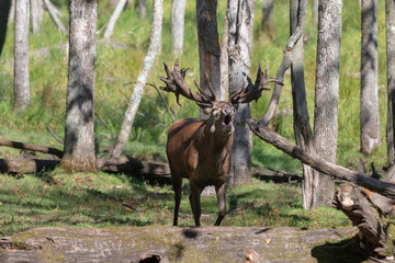 European red deer (Cervus elaphus) in rut, it is fourth  the largest deer species
