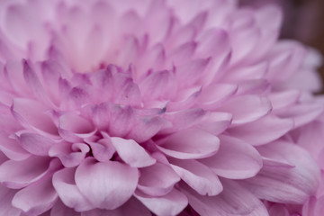 Close up shot of blooming petal in spring