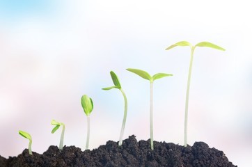 Growth of new life on  background