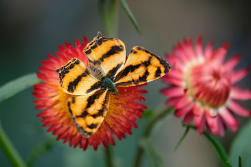 Obraz premium yellow black butterfly on red flower