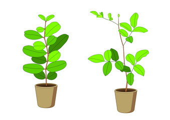 air purification green leaves trees in pots fresh on white background illustration vector