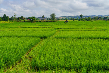 Fototapeta na wymiar Green rice fields and day shelter