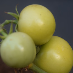 Tomato fruit still on the stem looks withered leaves