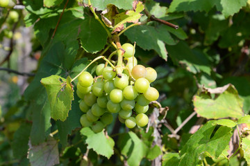 Green grapevine closeup.
