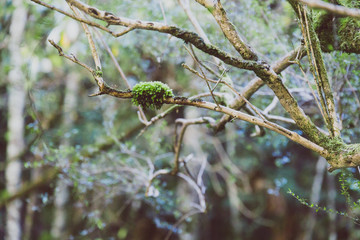 wild Australian bush during a hike in Tasmania