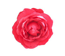 Fresh red rose petal flower patterns  blooming top view isolated on white background with clipping path , for  valentine day or wedding