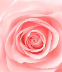 Fototapeta na wymiar Rose petal flower patterns blooming top view , fresh sweet light pink for valentine day or wedding background