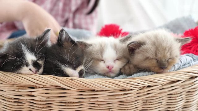 Hand of a girl touching little kitten while sleeping in basket ,slow motion.