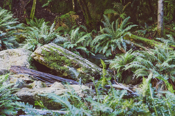 wild Australian bush during a hike in Tasmania