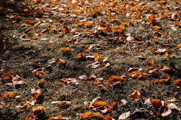 fallen yellow and orange autumn leaves on green grass on the ground. Autumn horizontal background with dried leaves in the sunlight