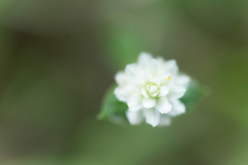 white flower in the garden