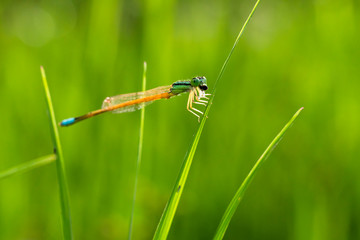 Small dragonflies and grass in the fresh rainy season