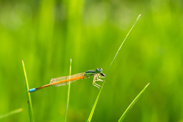Small dragonflies and grass in the fresh rainy season