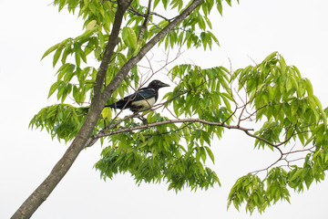 animal, animals, background, beak, bird, blue, closet, color, common, corvidae, corvids, corvus, crow, cunning, day, environment, eye, farmyard, fauna, feather, fence, grass, green, gymnorhina, lawn, 
