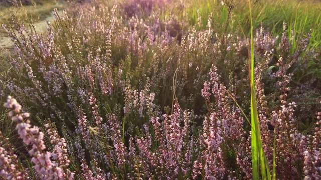 Closeup of purple blooming heather in national park De Meinweg, Netherlands - 4k60p