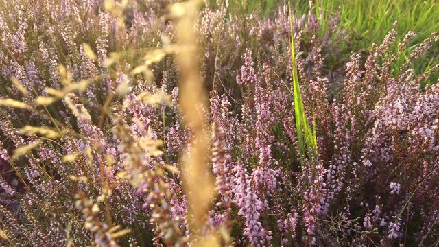 Closeup of purple blooming heather in national park De Meinweg, Netherlands - 4k60p