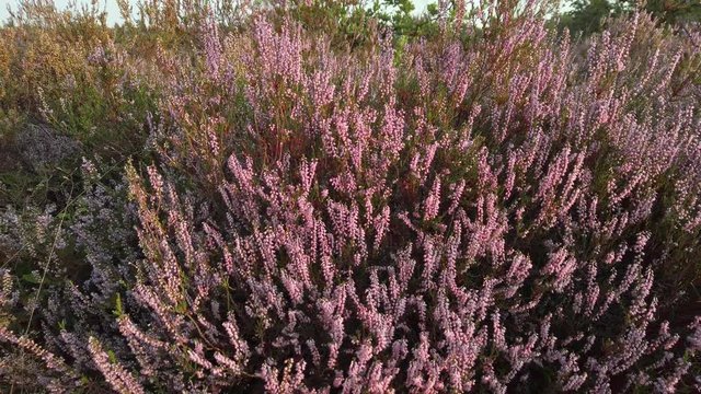 Closeup of purple blooming heather in national park De Meinweg, Netherlands - 4k60p