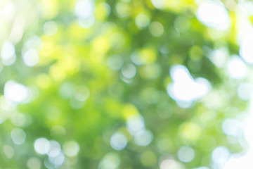 Obraz premium green bokeh abstract light background