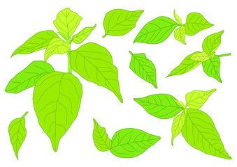 Green Leaves fresh abstract isolated on white background illustration vector