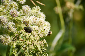 Big Chafer on the bush leaves
