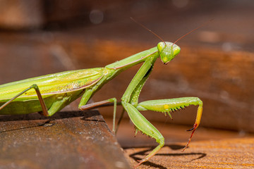 Mantis