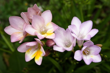 Bulb flowers "Ixia"