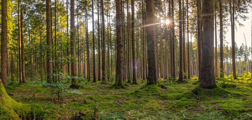 Beautiful sunshine moment in the morning in the forest.