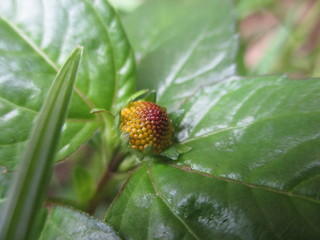 wild flower, scarcer flower, yellow flower.