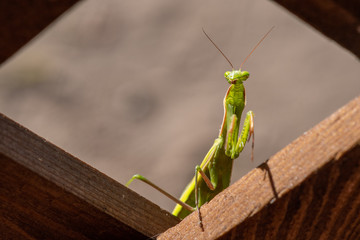 Mantis