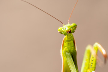 Mantis